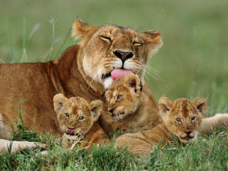 Following the Animal Parenting Stereotype - The Wild Truth About Animal  Families